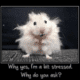 stress and dental health