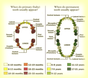 Teeth Growth Chart