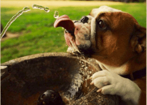 drinking water smile sarasota